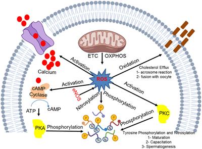 Unraveling the harmful effect of oxidative stress on male fertility: A mechanistic insight